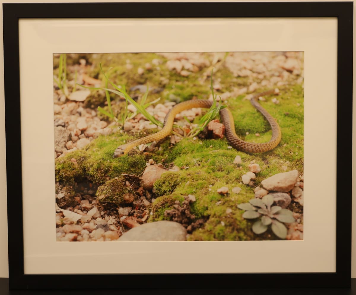 Snake by Samantha Pavelsek-Simmons  Image: "Snake," photograph by Samantha Pavelsek-Simmons, 2015