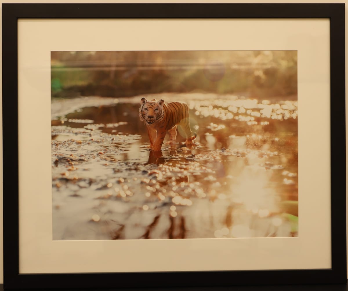 Tiger by Samantha Pavelsek-Simmons  Image: "Tiger," photograph by Samantha Pavelsek-Simmons, 2015