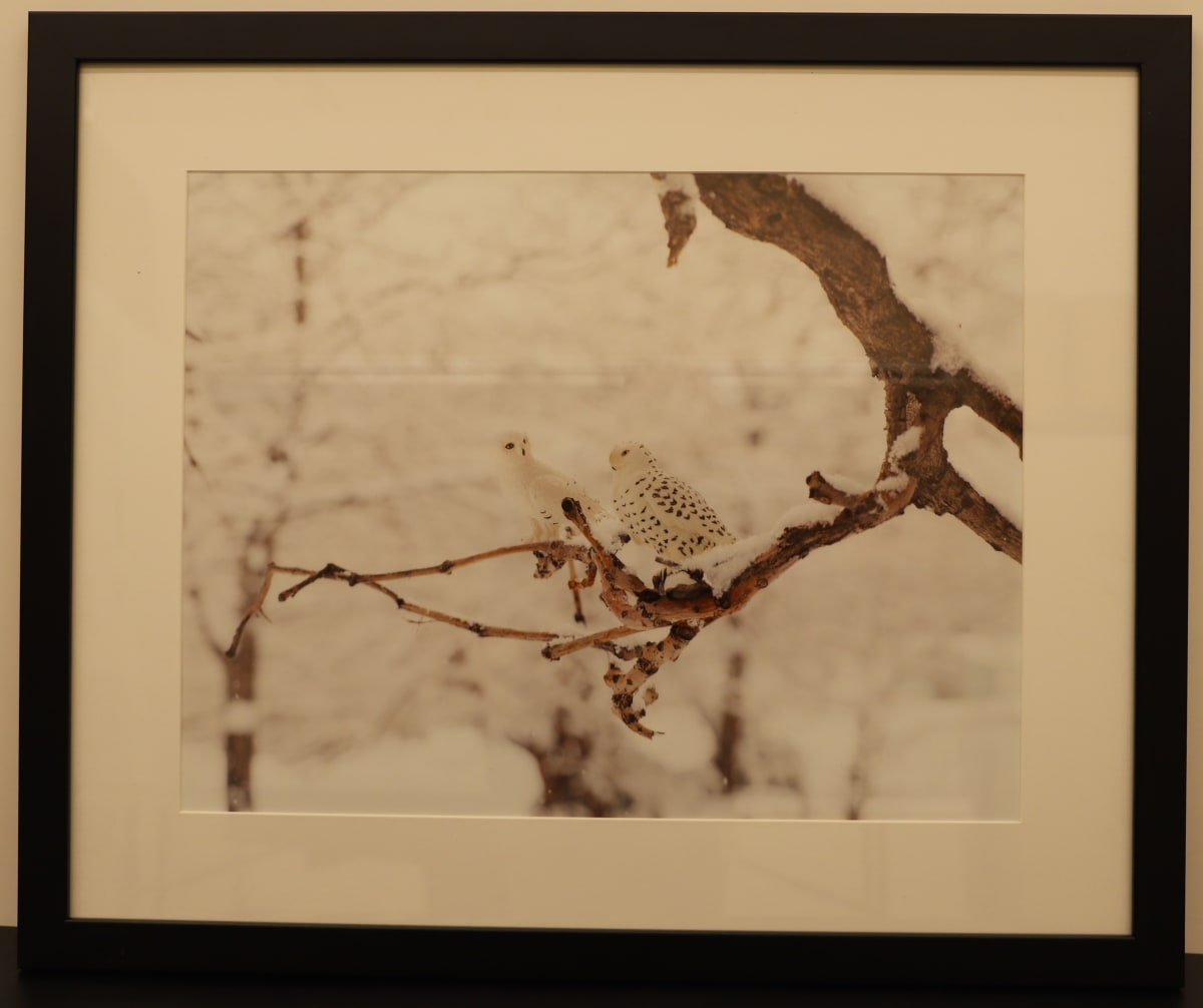 Owl by Samantha Pavelsek-Simmons  Image: "Owl," photograph by Samantha Pavelsek-Simmons, 2015