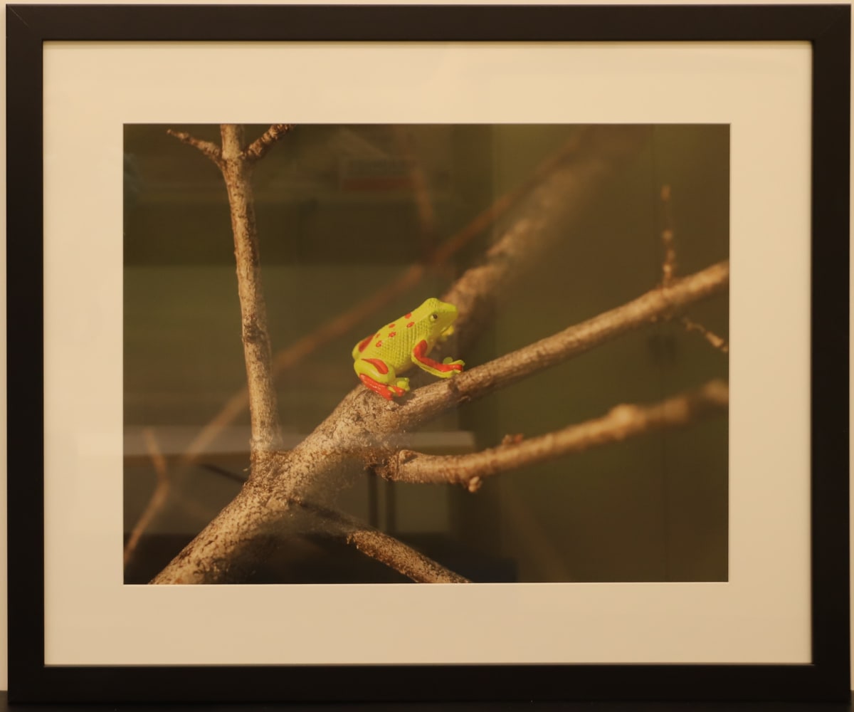 Frog by Samantha Pavelsek-Simmons  Image: "Frog," photograph by Samantha Pavelsek-Simmons, 2015