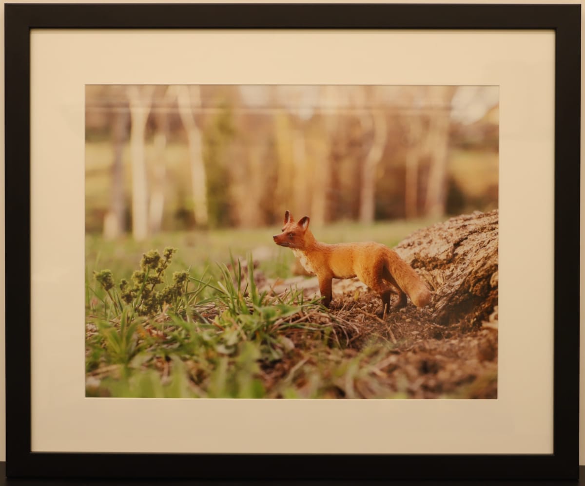 Fox by Samantha Pavelsek-Simmons  Image: "Fox," photograph by Samantha Pavelsek-Simmons, 2015