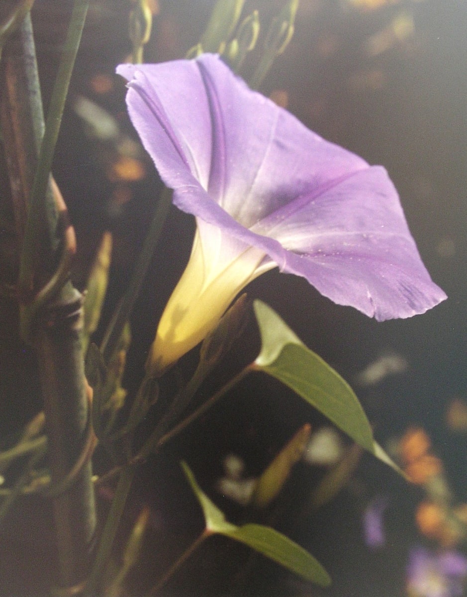 Morning Glory by Stephen Blecher  Image: "Morning Glory" by Stephen Blecher, 1978