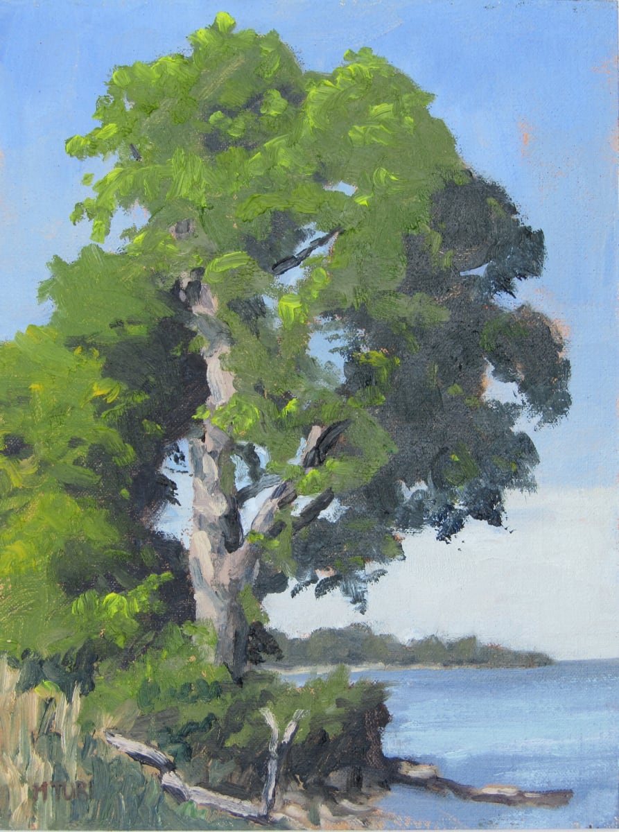 Morning at Arcola  Image: A tall tree in the morning light stands on the Lake Erie shore at Arcola Creek park.