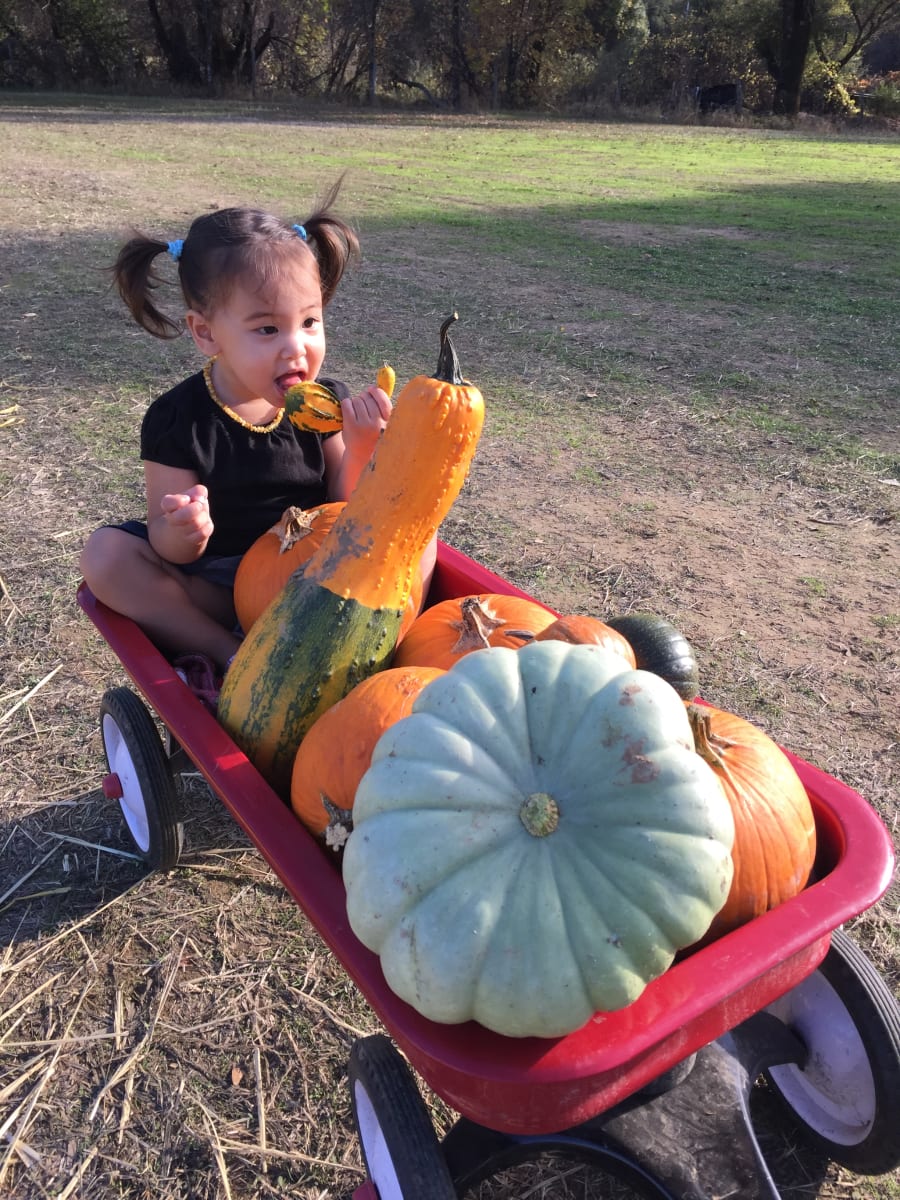 Pumpkin barrel by Katie Carey 