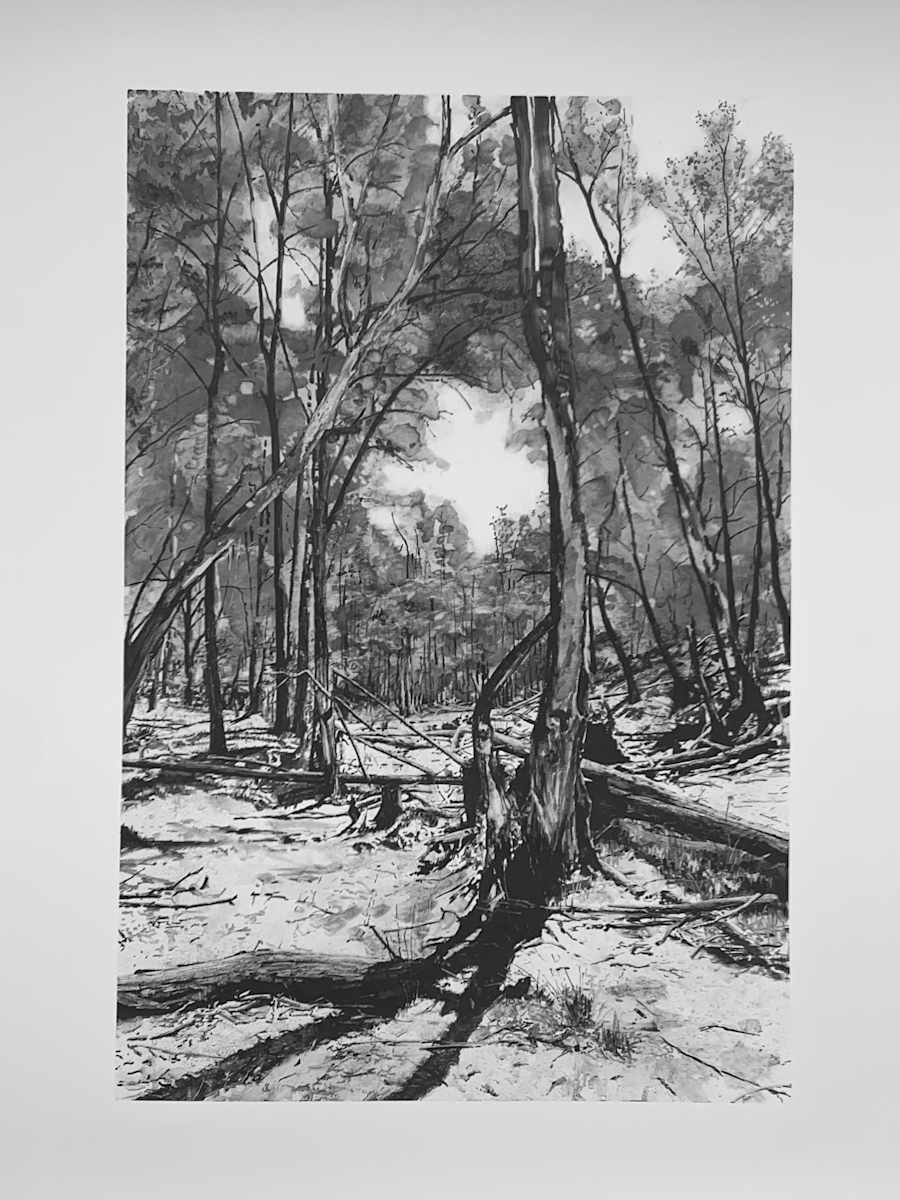 Woollemi by Melody Spangaro, Image 1.