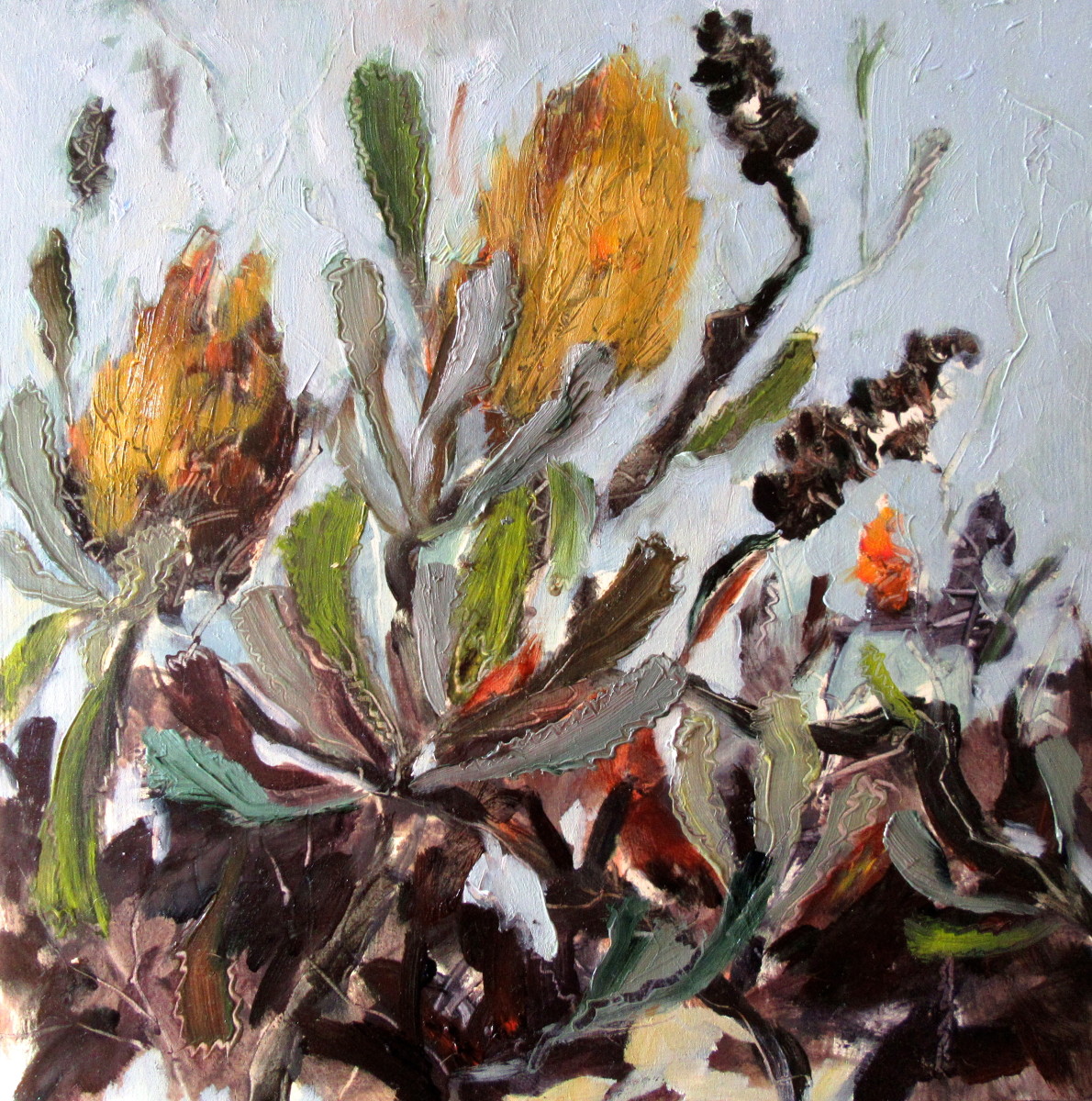 Banksias by Gillian Hughes 