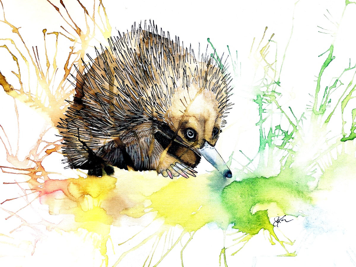 Huggable by Elizabeth Cooper  Image: Australian Echidna 