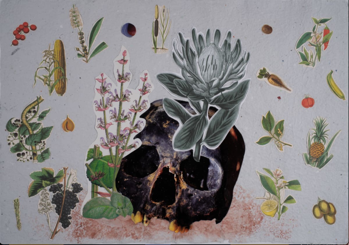 seed paper by Alexandria Knapik 