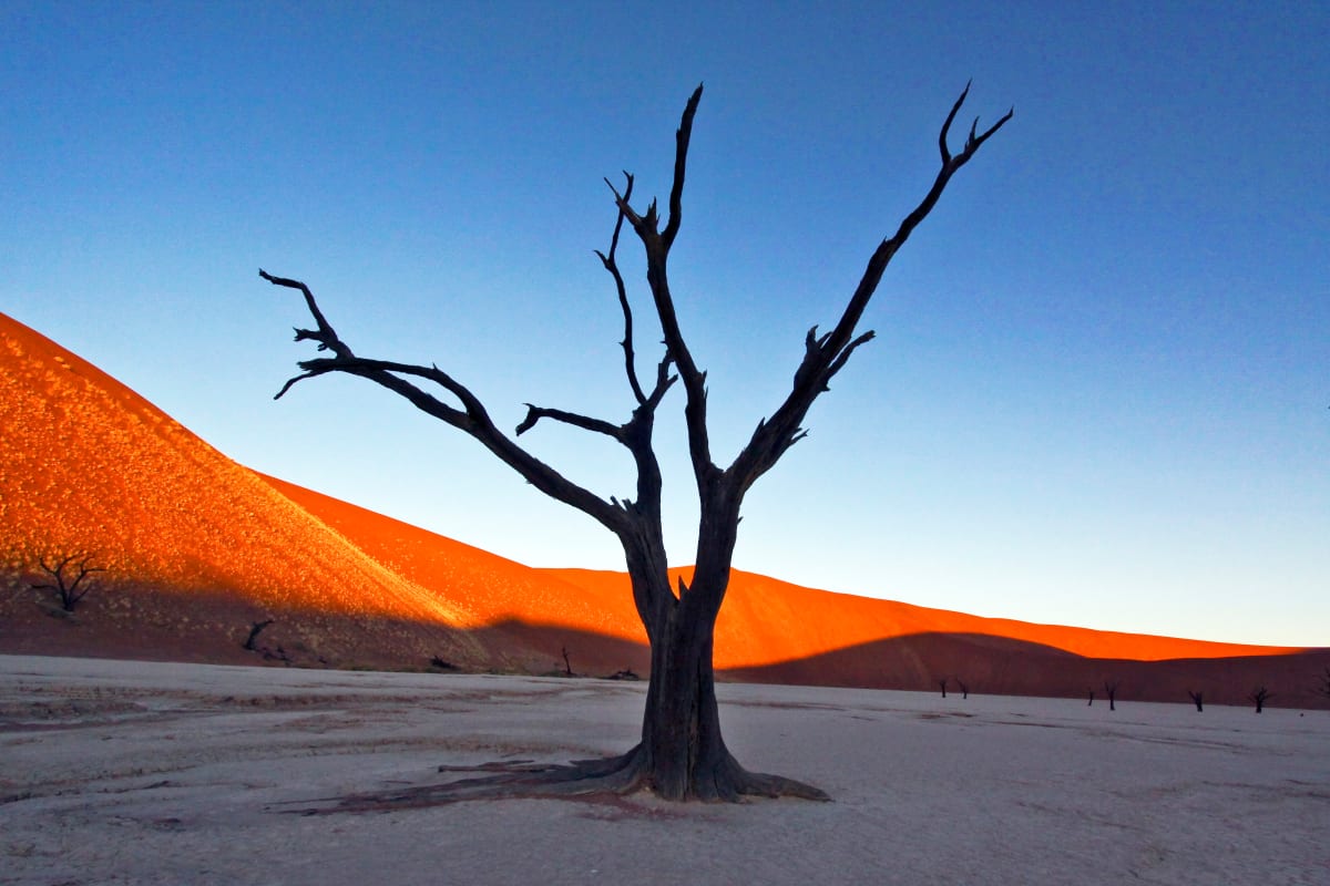 Petrified Sentry, Namib Desert, Namibia by Barbara French Pace 