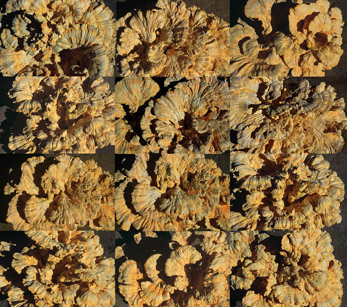 Polypore (Washington, D.C.) by Athena Tacha 