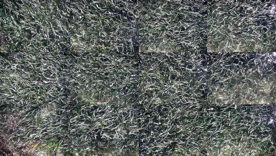 Seagrass (Roatan) by Athena Tacha 