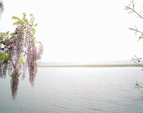 Wisteria (From Intertidal) by Jesse Burke, Image 2.