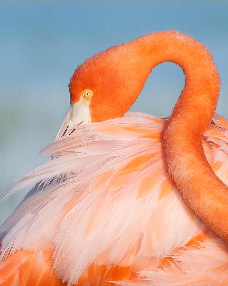 Bay Flamingo Portrait II by Nathan McCall 