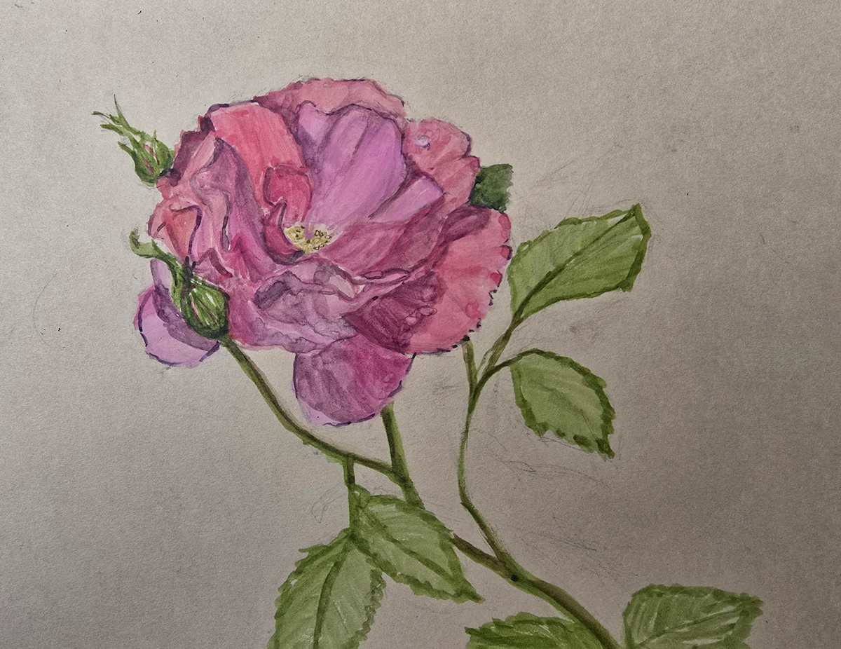Pink Bayside Rose by Deidre Hamaguchi, Image 1.