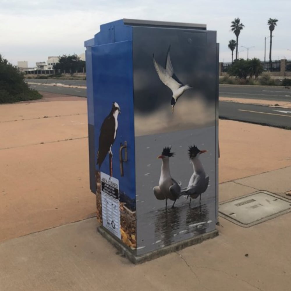 Silver Strand Seabirds #1 by Brian Lippe 