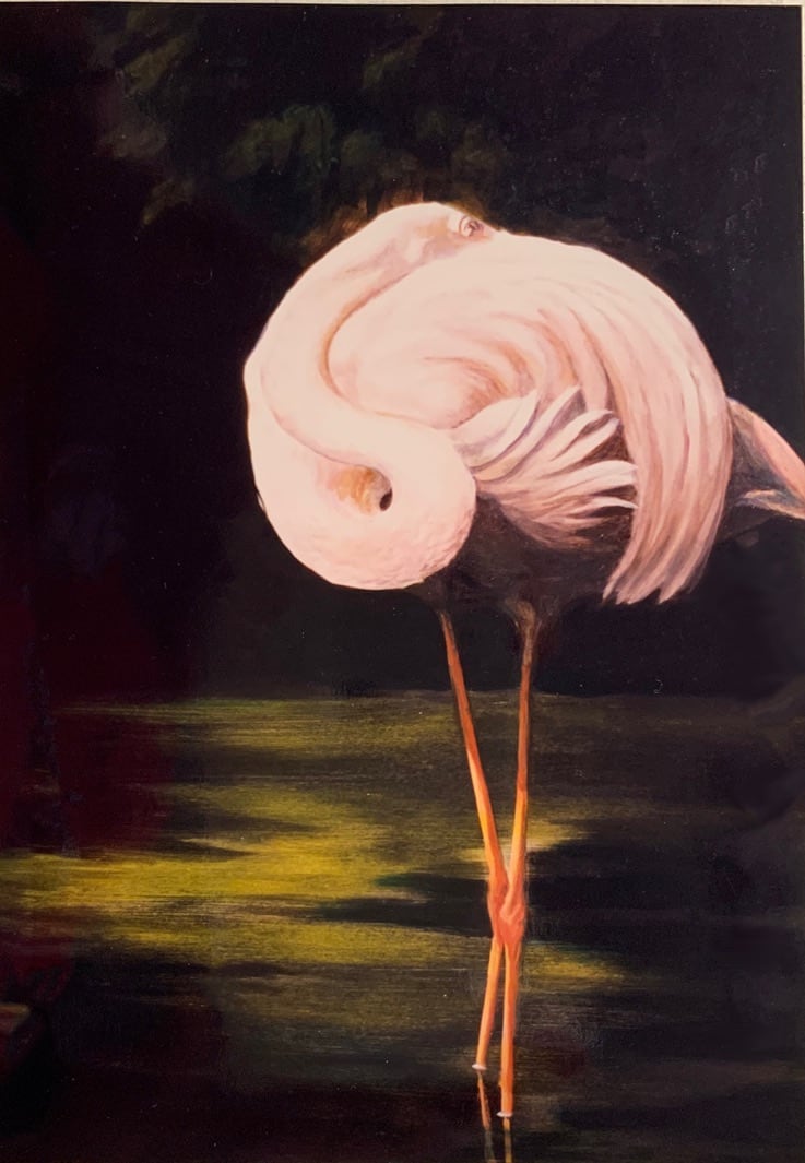 Sleeping Flamingo 