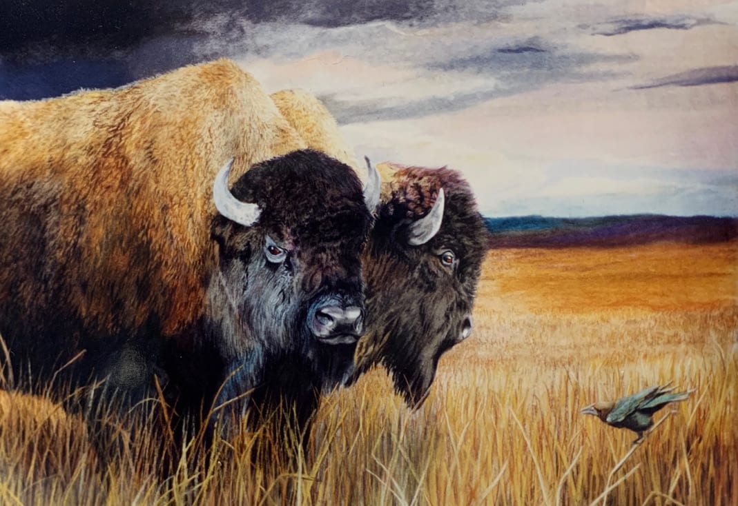 Bison and cowbird 