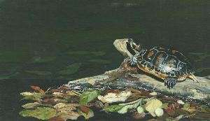 Bump on a Log by Debi Davis, Image 1.