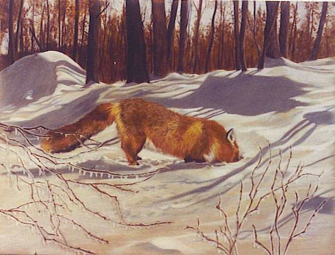Fox #3 Winter by Debi Davis, Image 1.