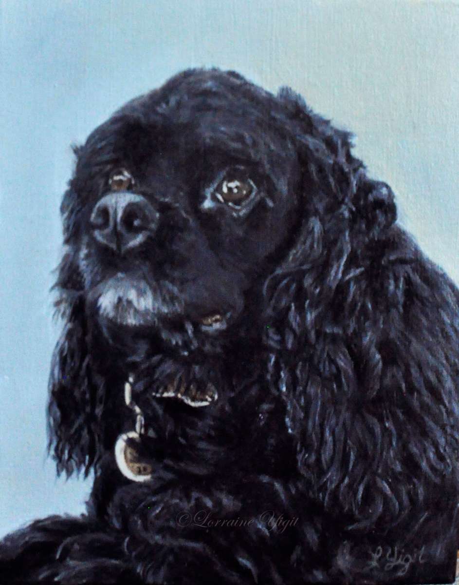 Luke - the American Spaniel by Lorraine Yigit, Image 1.