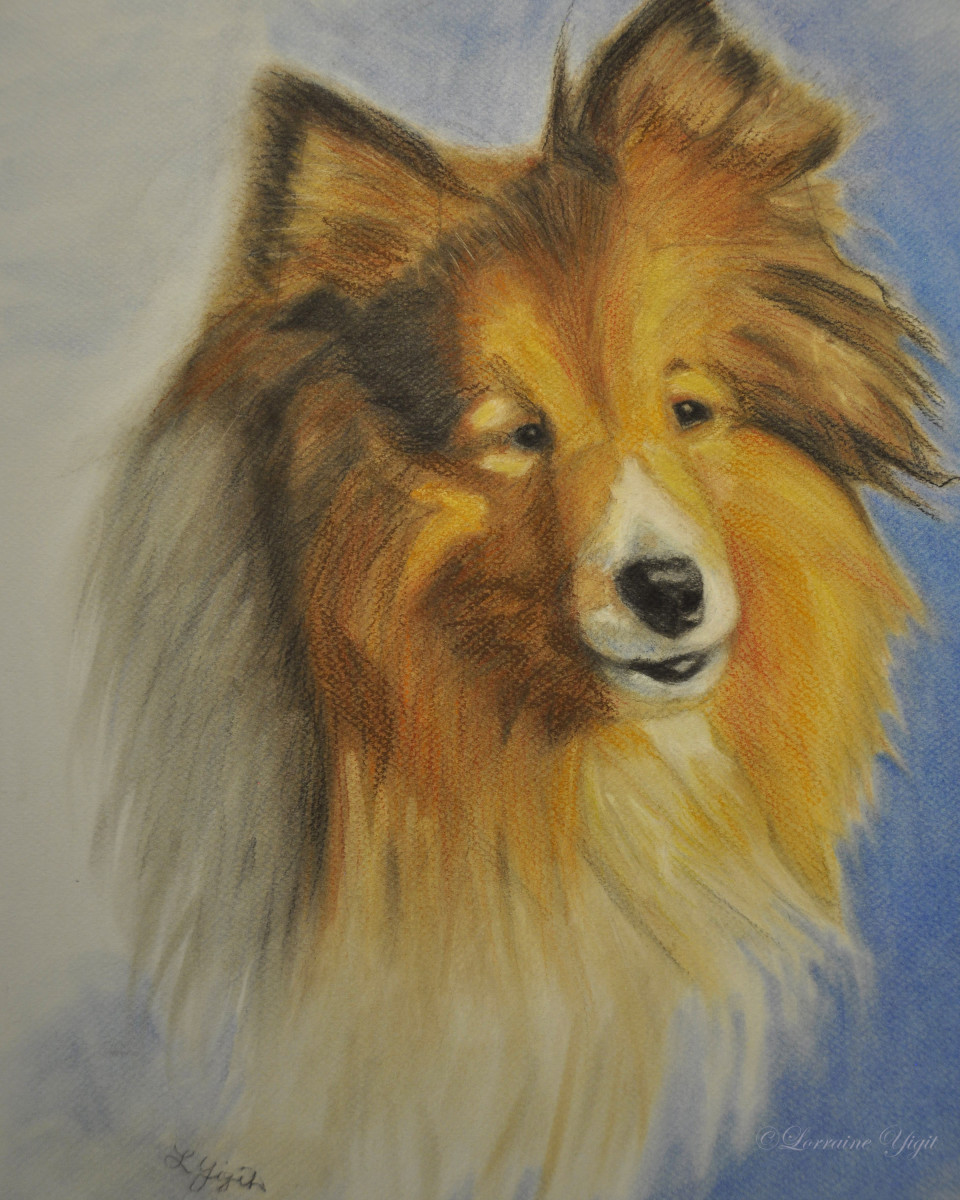 Maddie - Collie by Lorraine Yigit 