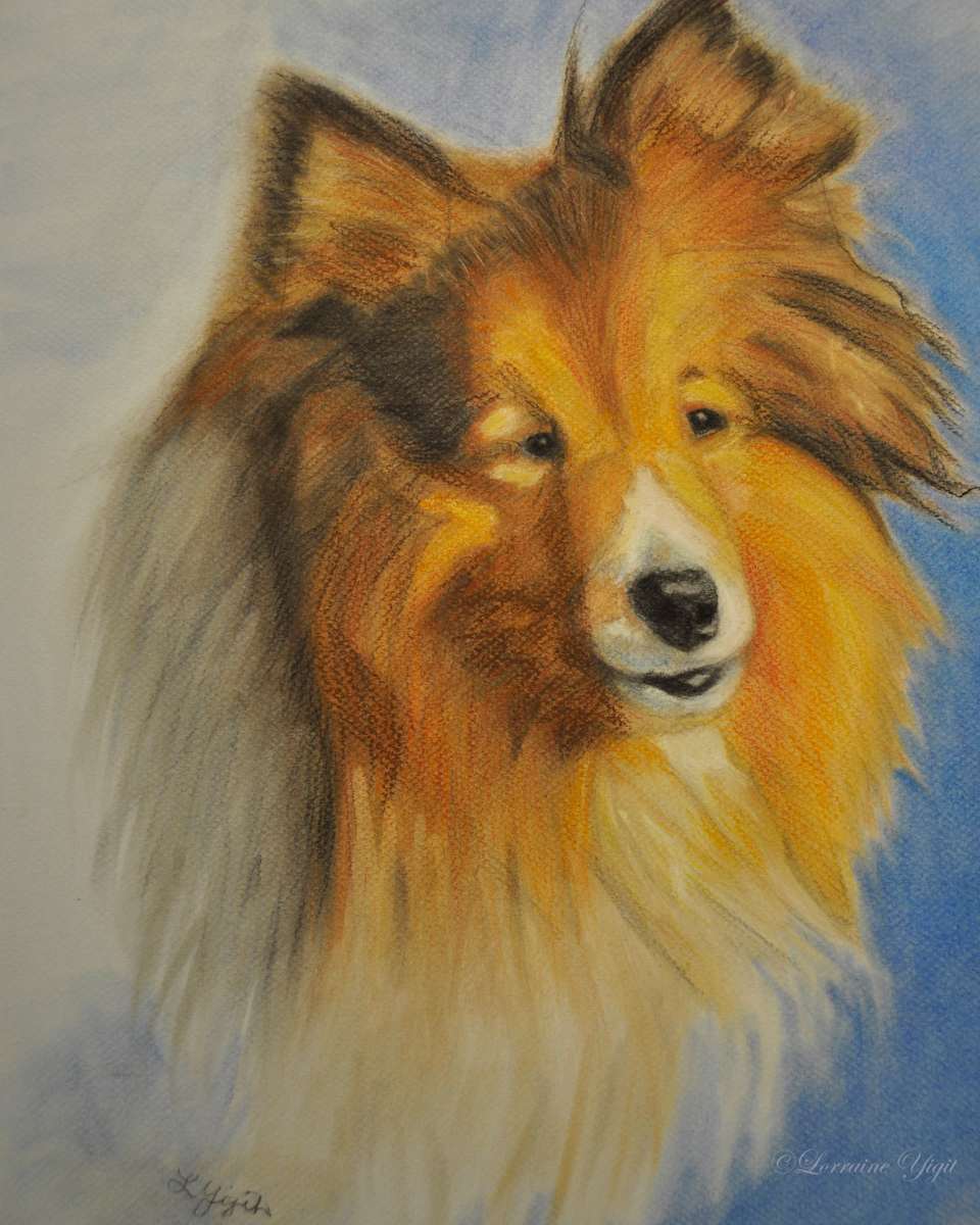 Maddie - Collie by Lorraine Yigit, Image 1.