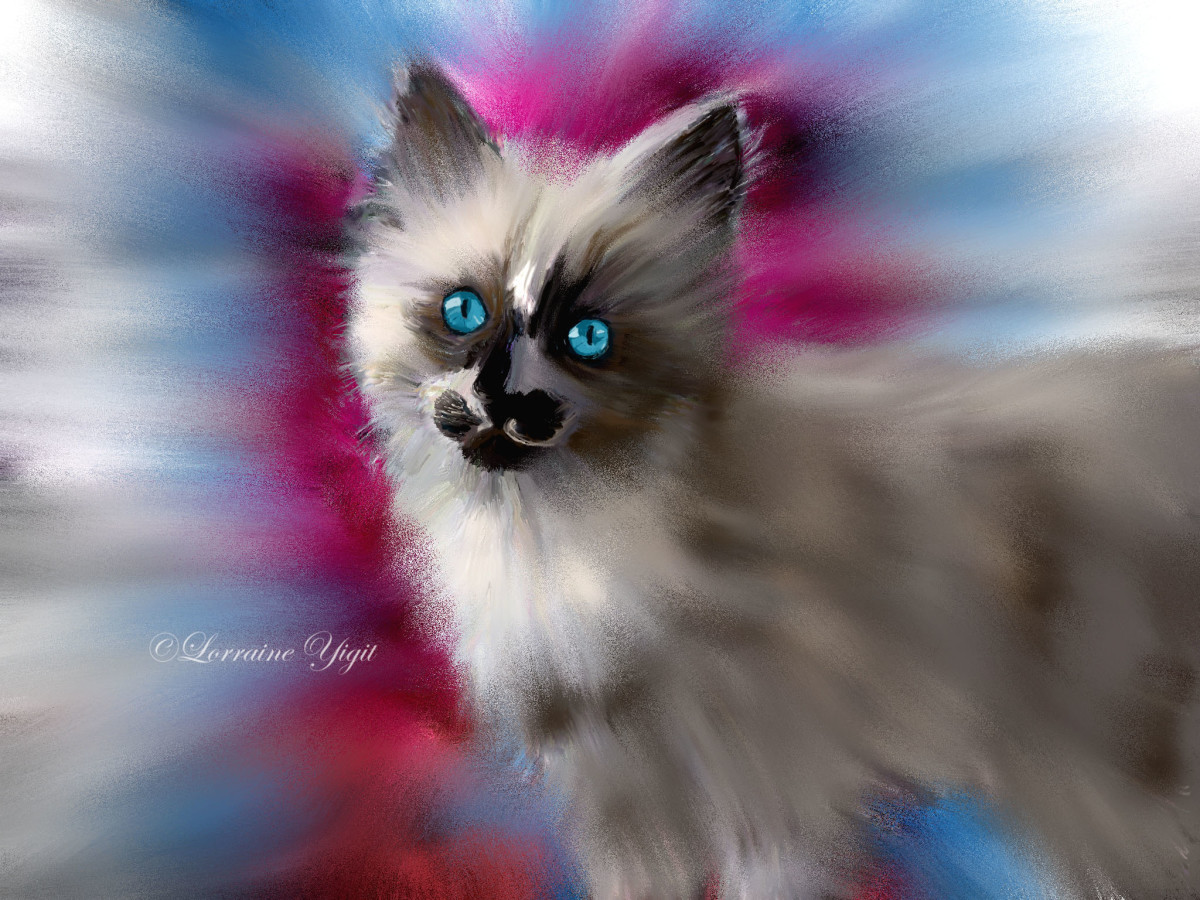 Pretty Kitty by Lorraine Yigit 