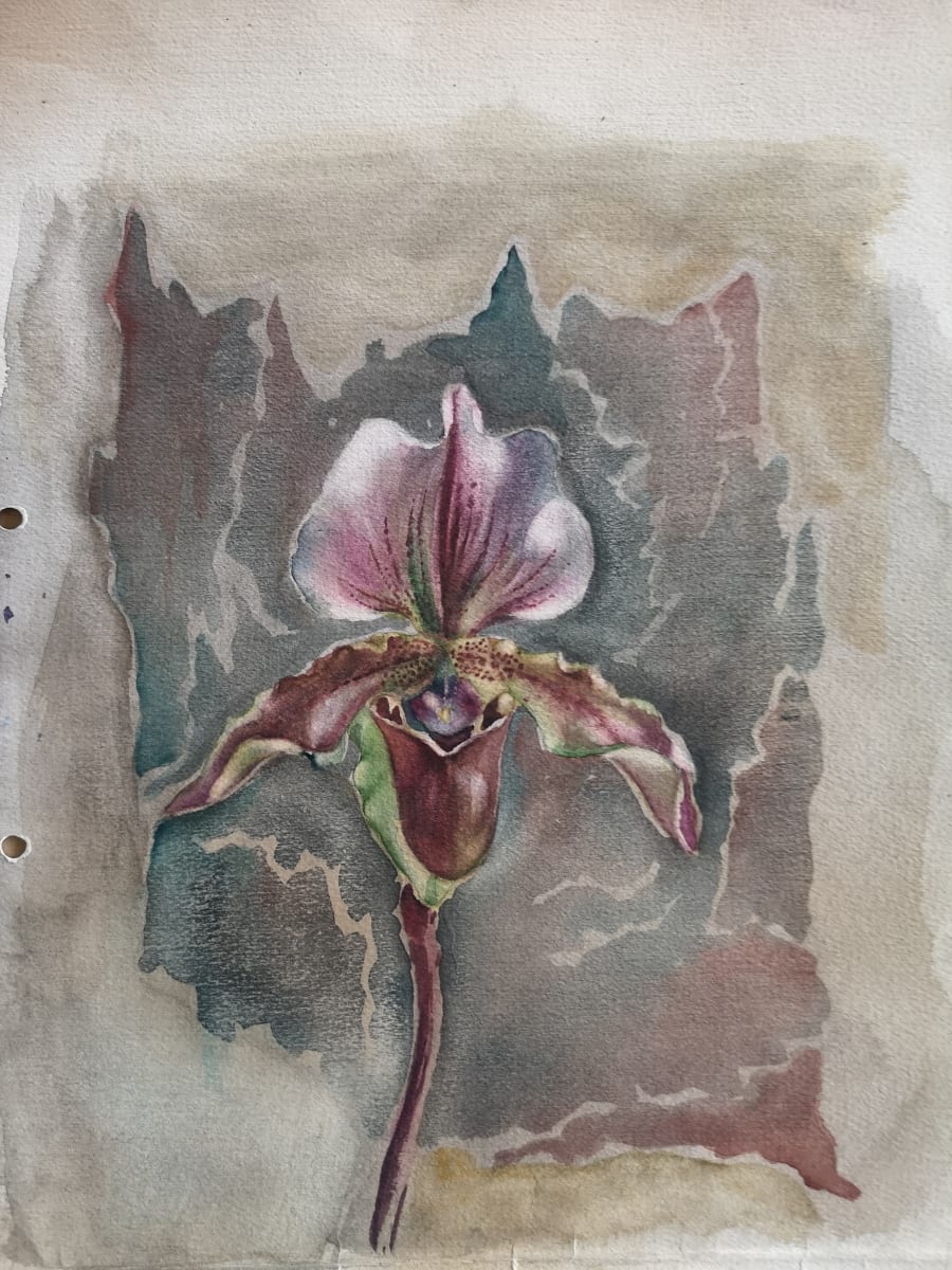 Orchid by Albertus Gerardus Knupker 