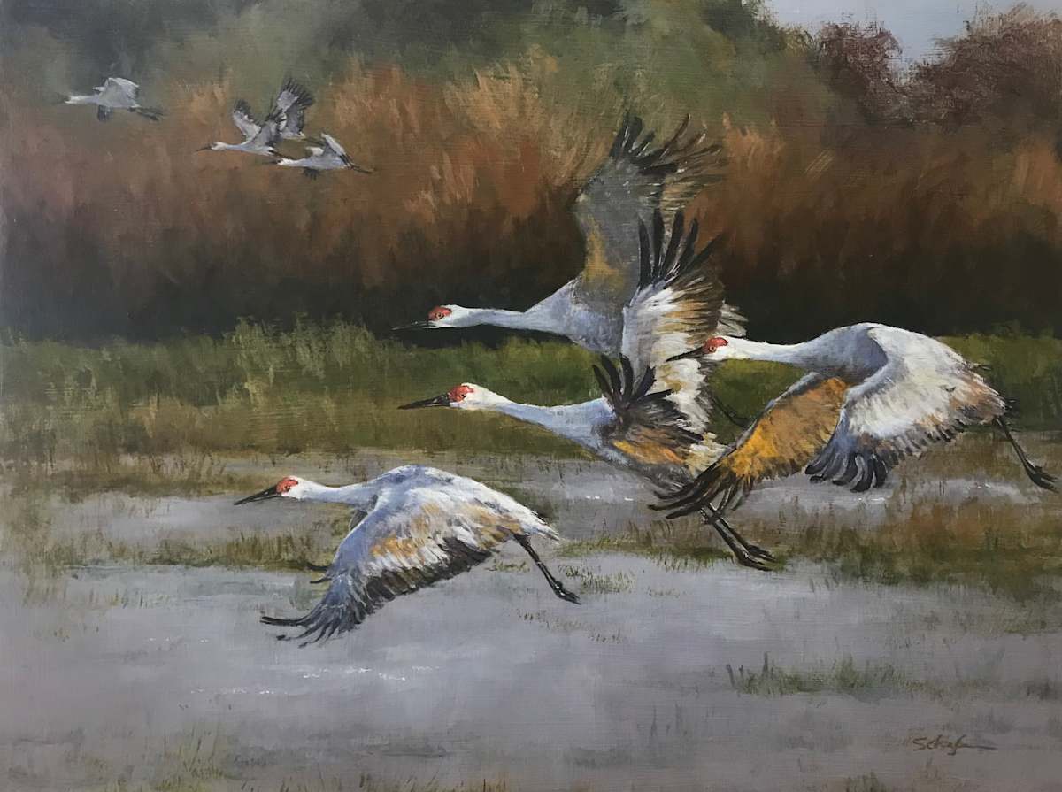 Sandhill Cranes by Susan F. Schafer Studio 