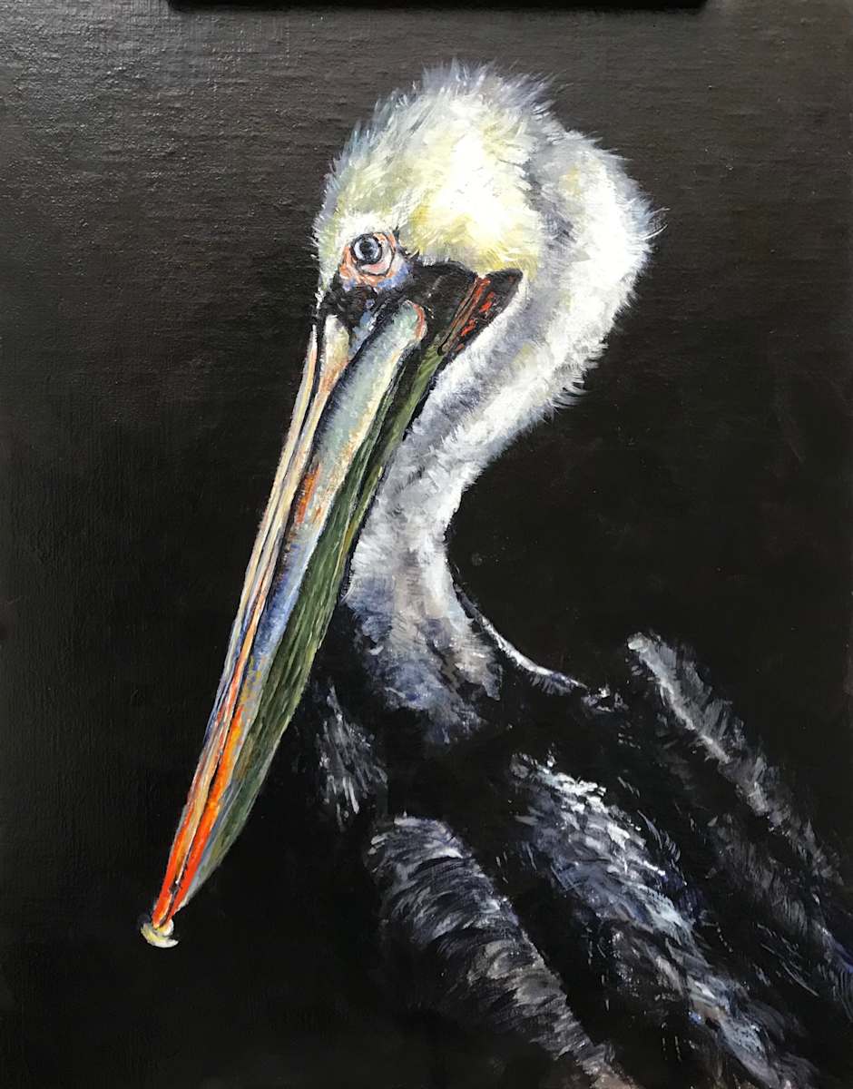 Pelican, Briefly by Susan F. Schafer Studio 