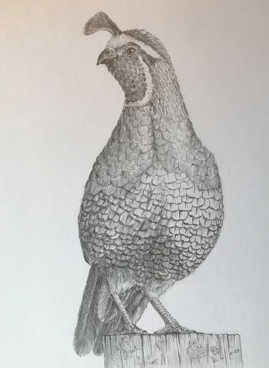 California Quail by Susan F. Schafer 