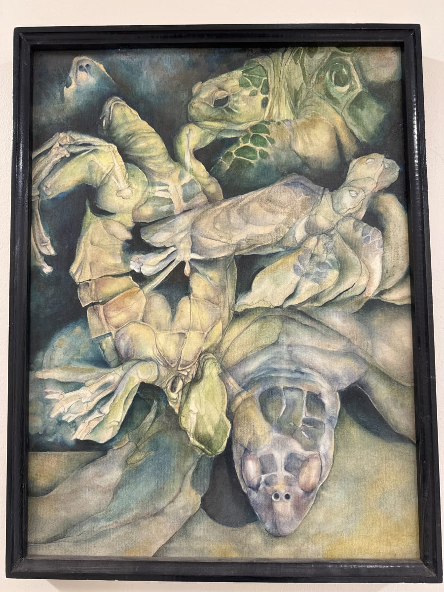 Turtle Studies by Michael Erikson 