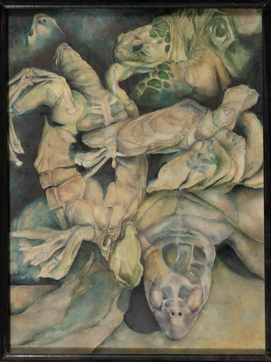 Turtle Studies by Michael Erikson 