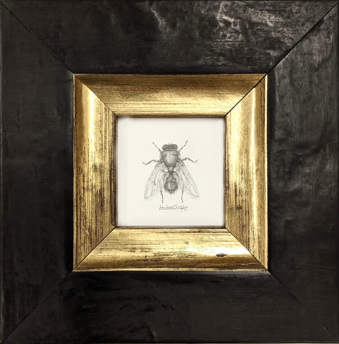 A Fly by Louisa Crispin, Image 1.