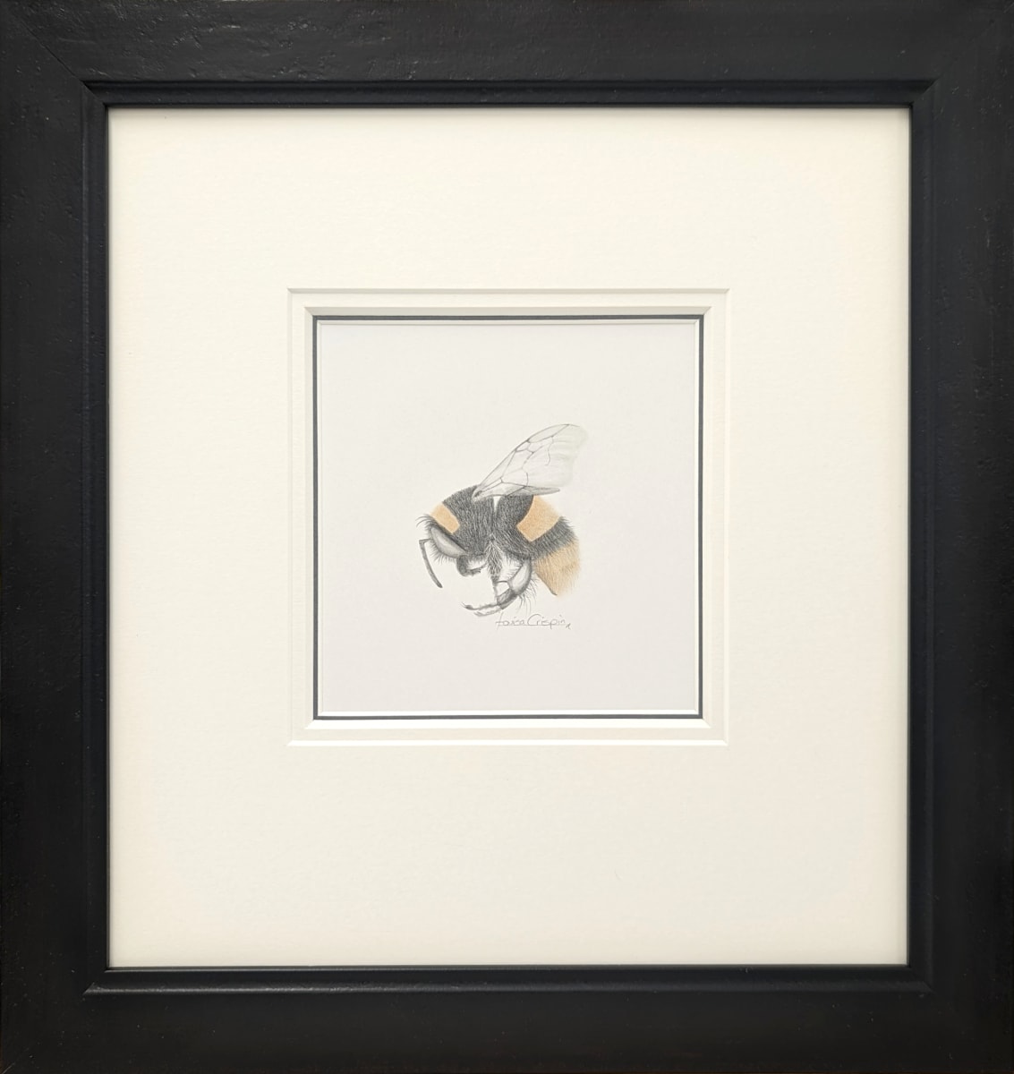 BumbleBee xv, Image 1.