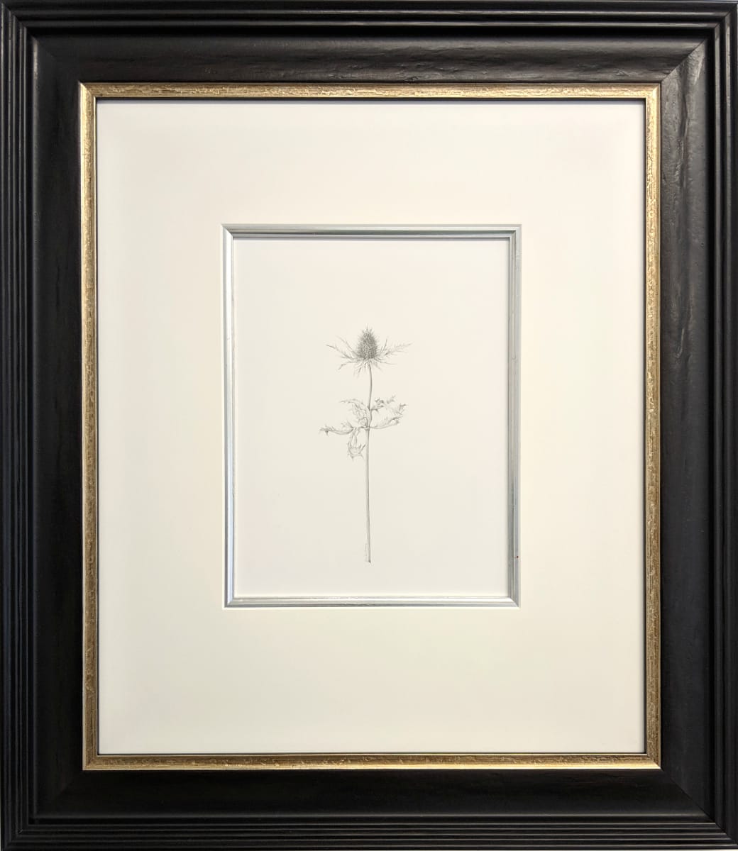 Decay xix ~ The Eryngium by Louisa Crispin, Image 1.