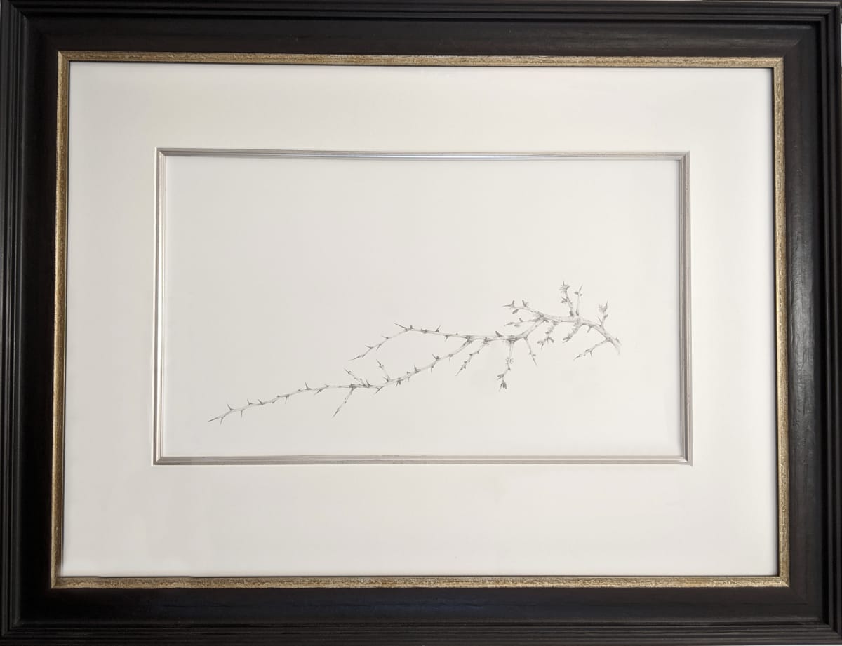 Lichen on Hawthorn iv by Louisa Crispin, Image 1.
