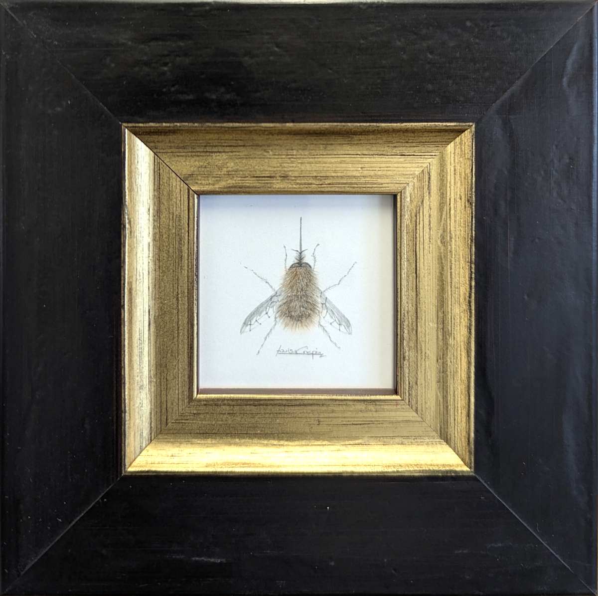 Bee-Fly DEBF002 by Louisa Crispin, Image 1.