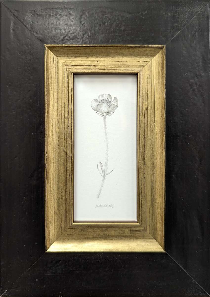 Buttercup BU003 by Louisa Crispin 