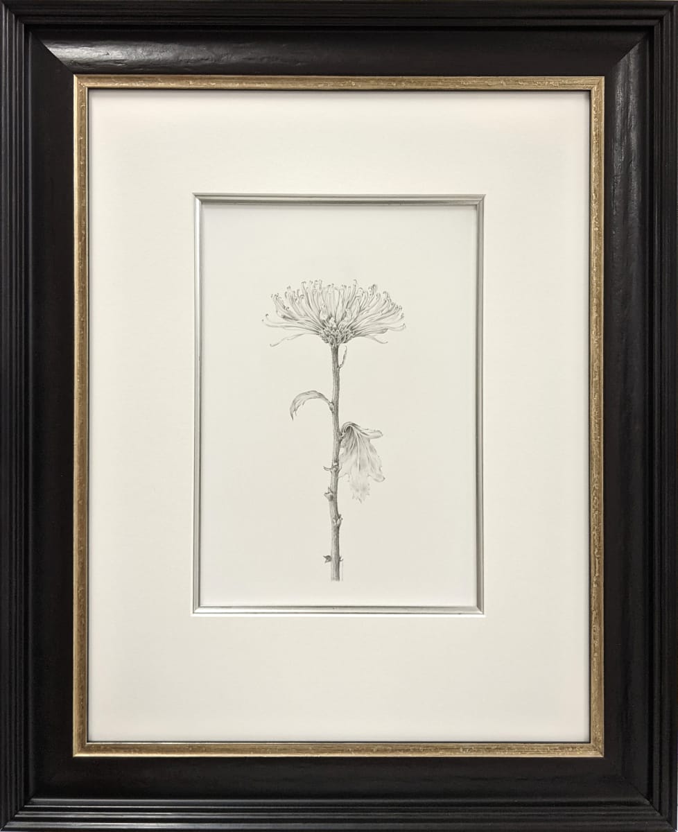 Chrysanthemum i by Louisa Crispin 