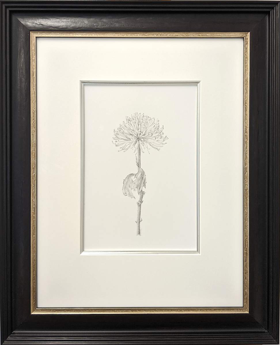 Chrysanthemum iii by Louisa Crispin, Image 1.