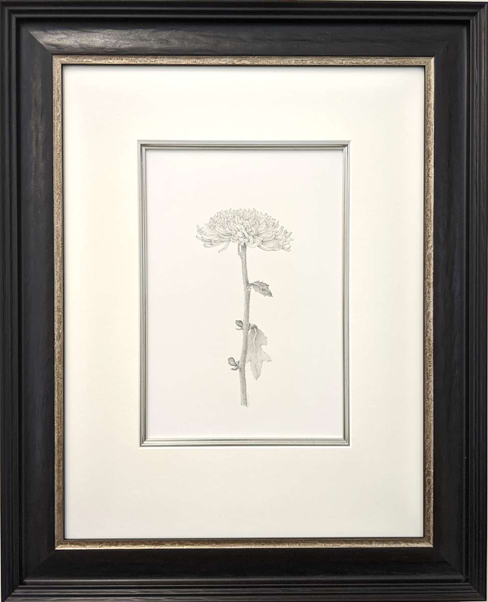 Chrysanthemum iv by Louisa Crispin, Image 1.