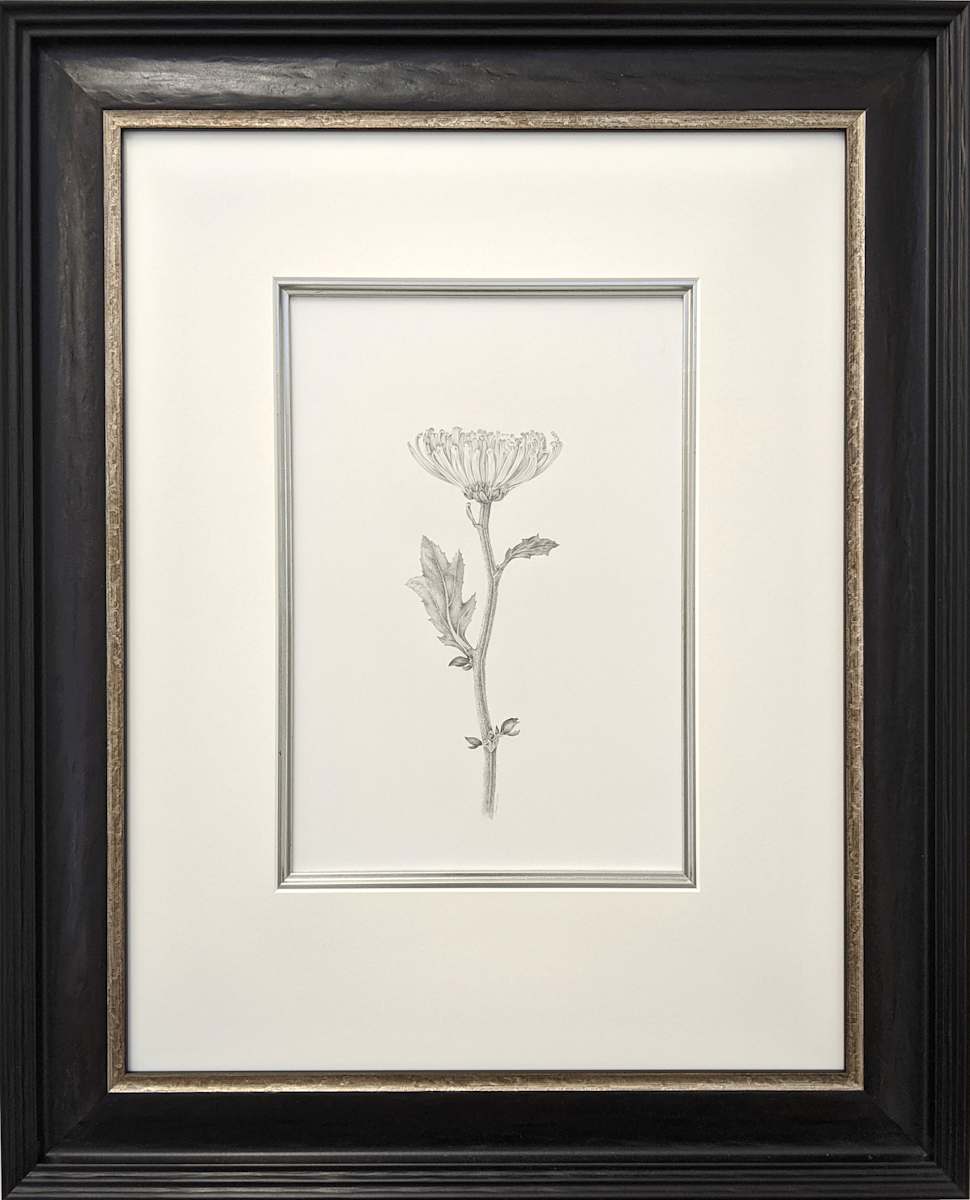 Chrysanthemum v, Image 1.