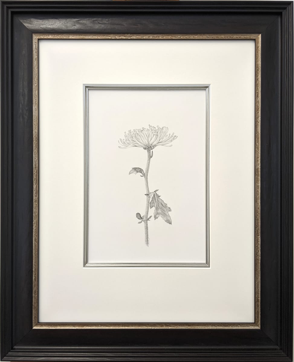 Chrysanthemum vi by Louisa Crispin, Image 1.