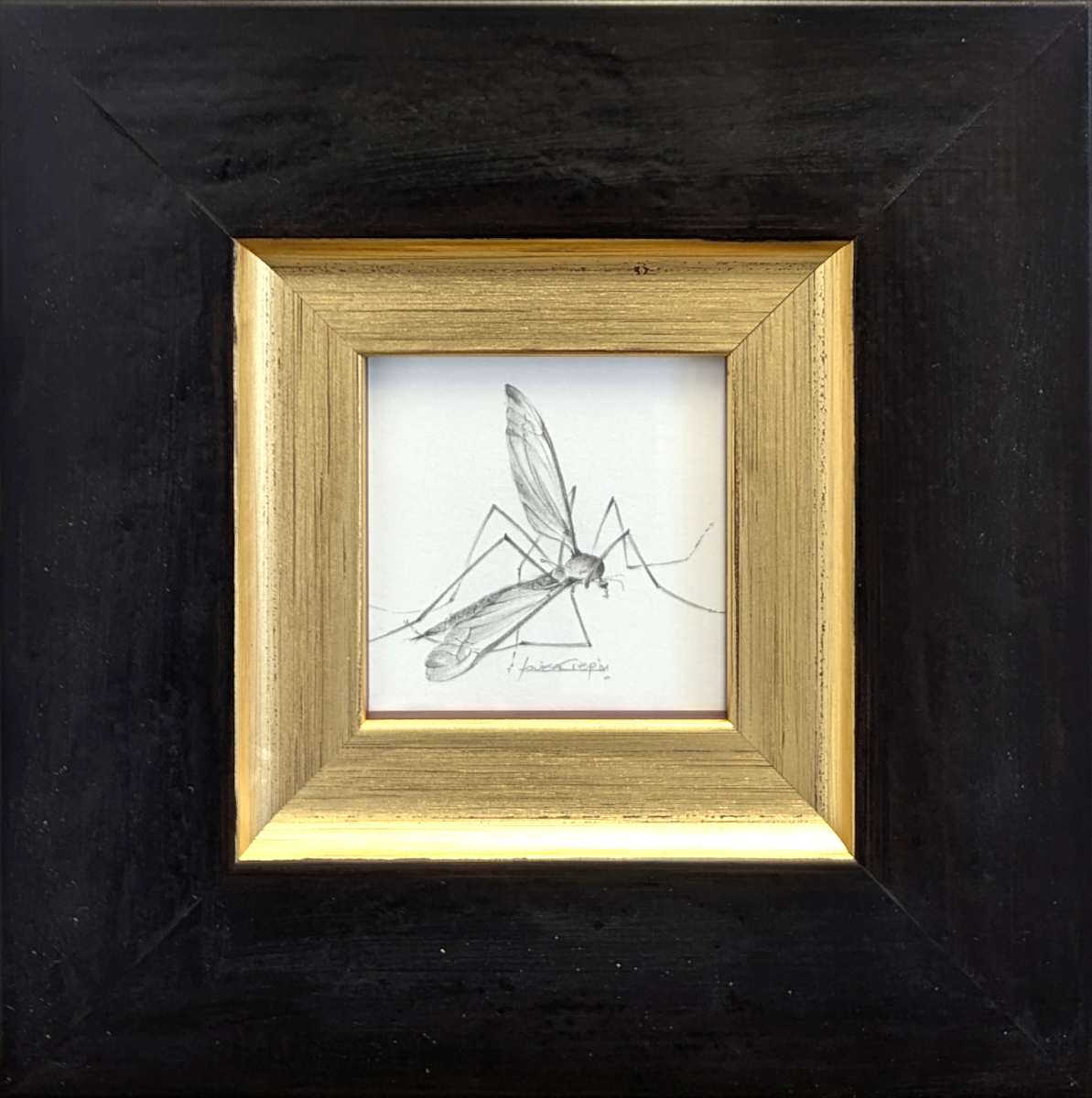 Cranefly CF001 by Louisa Crispin, Image 1.