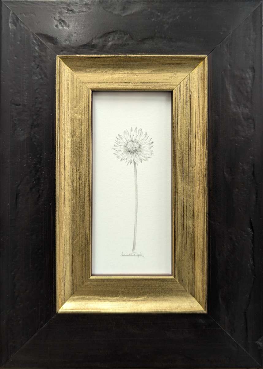 Daisy DA013 by Louisa Crispin 