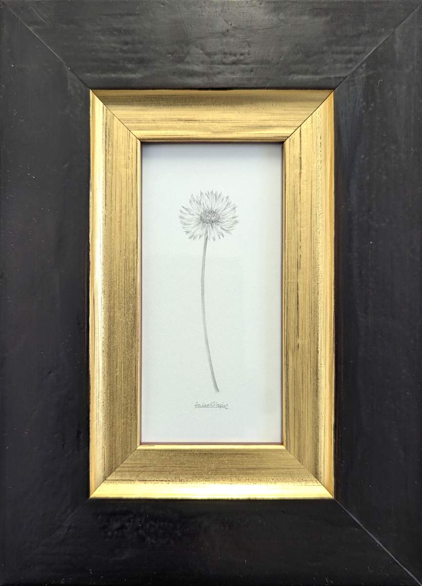 Daisy DA016 by Louisa Crispin, Image 1.