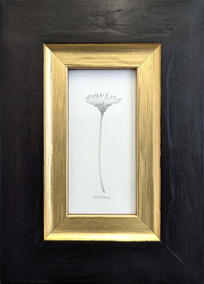 Daisy DA018 by Louisa Crispin, Image 1.