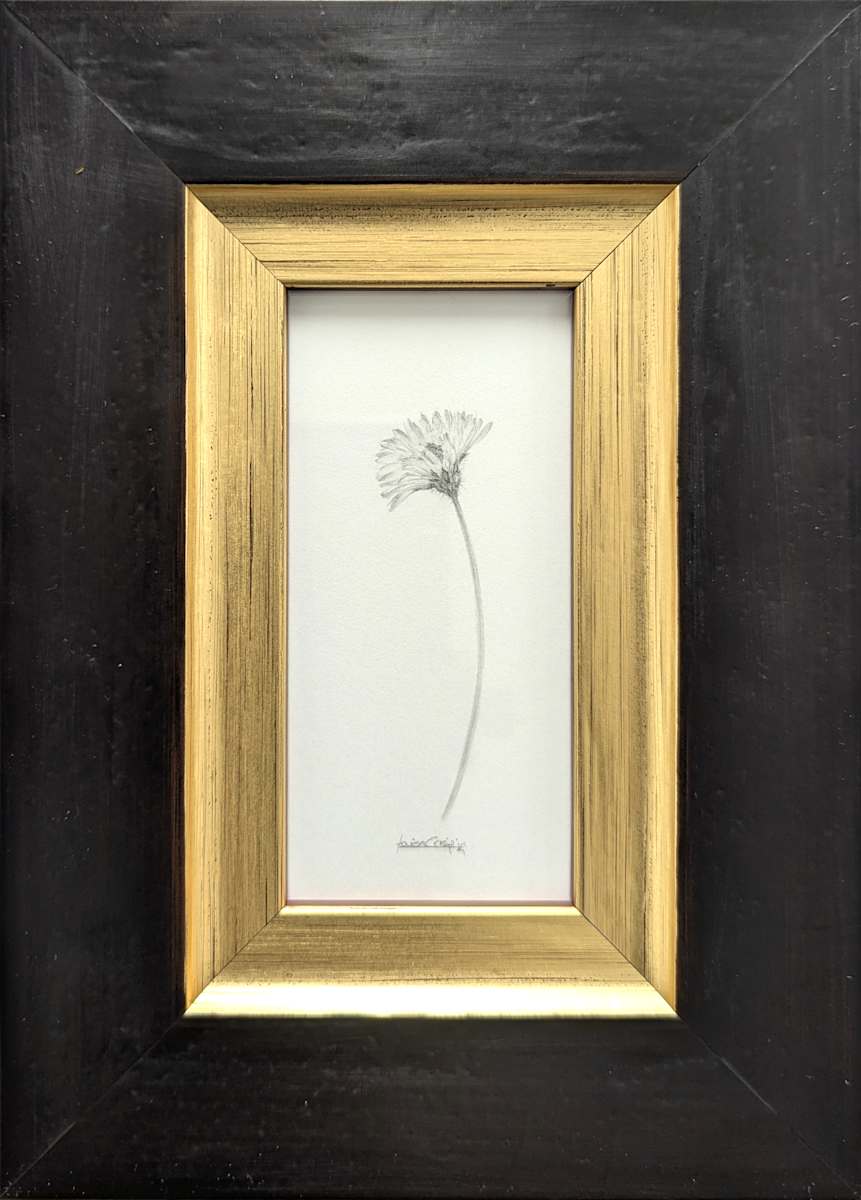 Daisy DA020 by Louisa Crispin, Image 1.