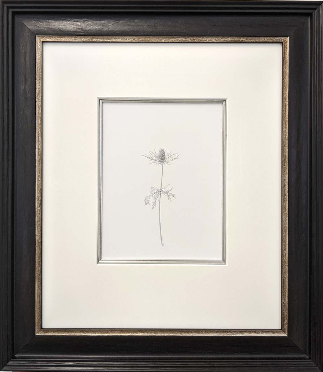 Decay xxvii ~ The Eryngium by Louisa Crispin, Image 1.